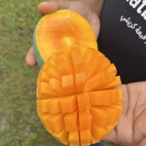১০ কেজি গোবিন্দভোগ আম (সাতক্ষীরা)